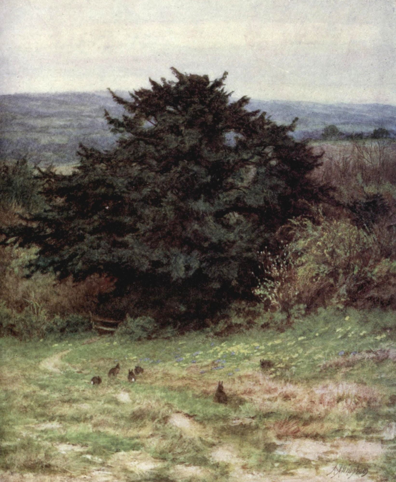 Happy England 1904 Old Yew Tree Crowhurst Canvas Art - Helen Allingham (18 x 24)