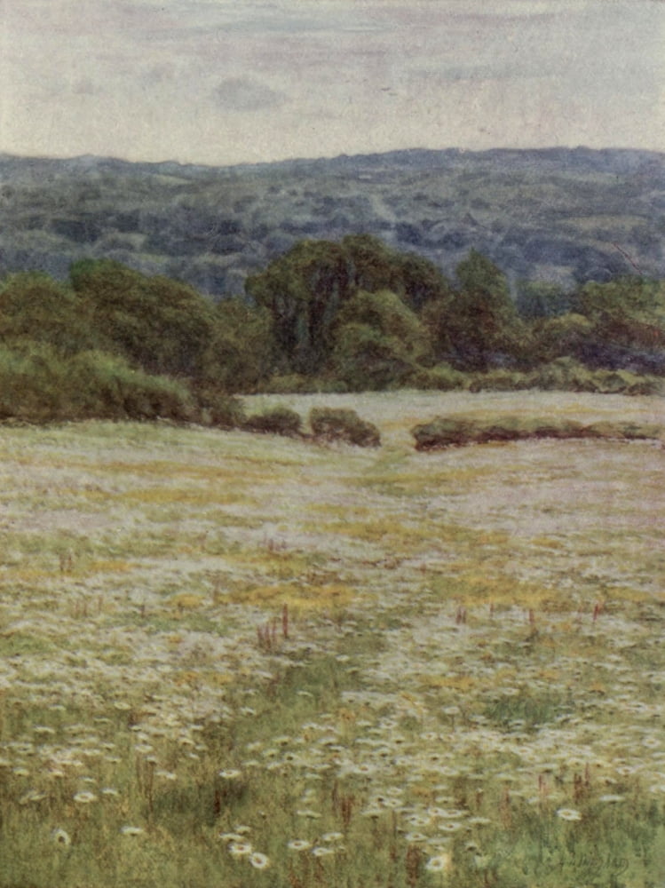 Happy England 1904 Ox-eye Daisies nr Westerham Canvas Art - Helen Allingham (18 x 24)