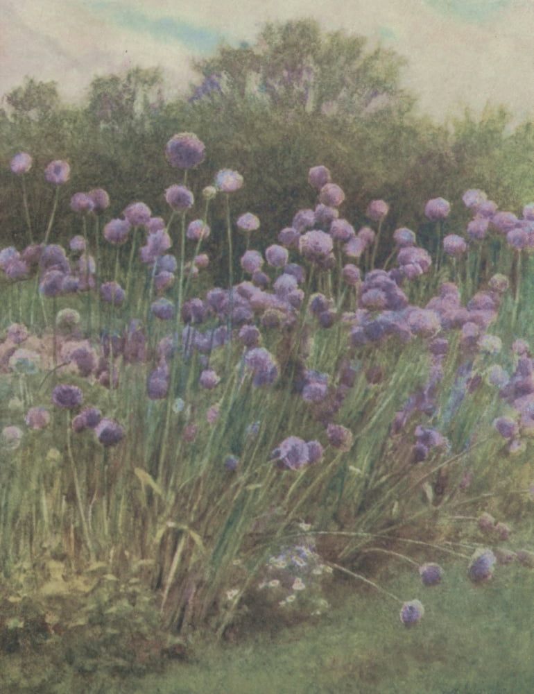Happy England 1904 Study of Leeks Canvas Art - Helen Allingham (18 x 24)