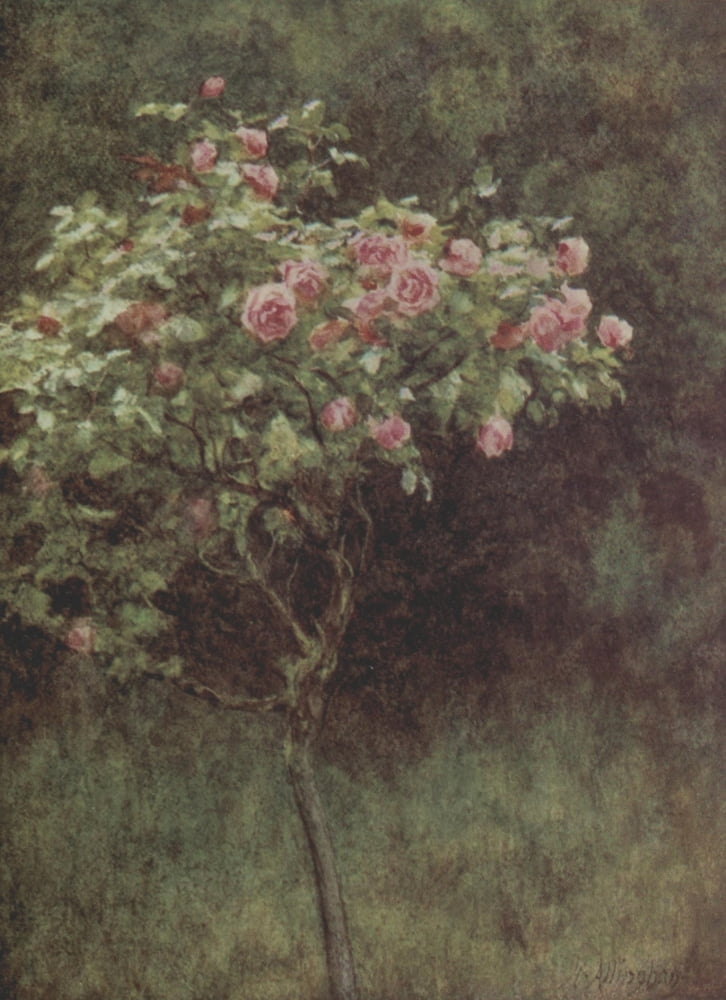 Happy England 1904 Study of a Rose Bush Canvas Art - Helen Allingham (18 x 24)