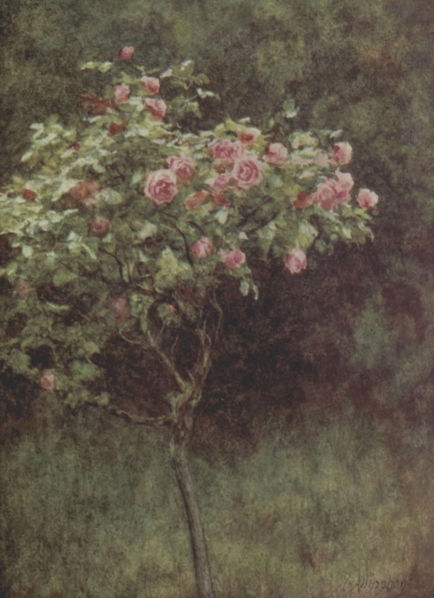 Happy England 1904 Study of a Rose Bush Canvas Art - Helen Allingham (24 x 36)
