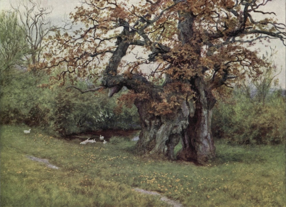 Happy England 1904 Waller Oak Coleshill Canvas Art - Helen Allingham (18 x 24)