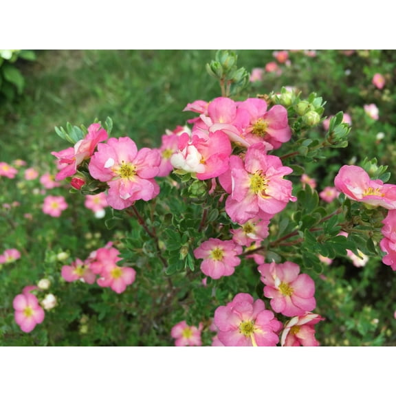Happy Face Hearts® Potentilla