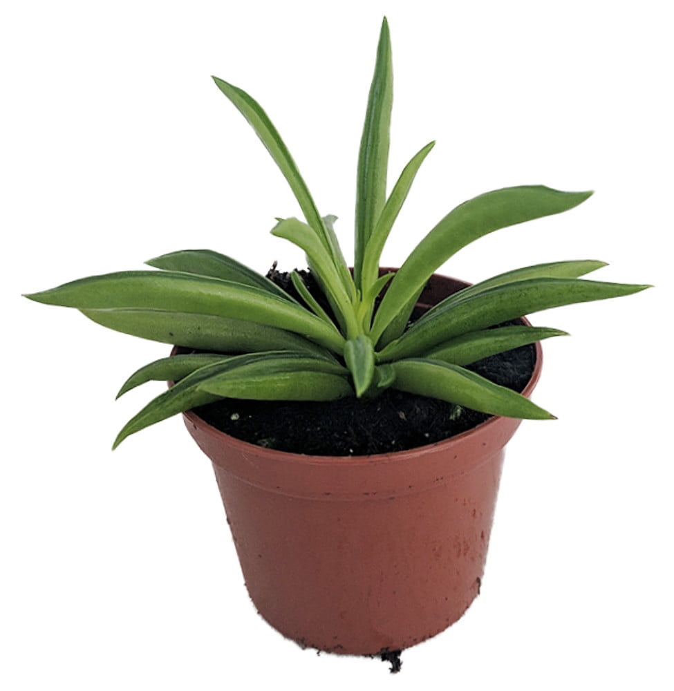sansevieria bacularis 4