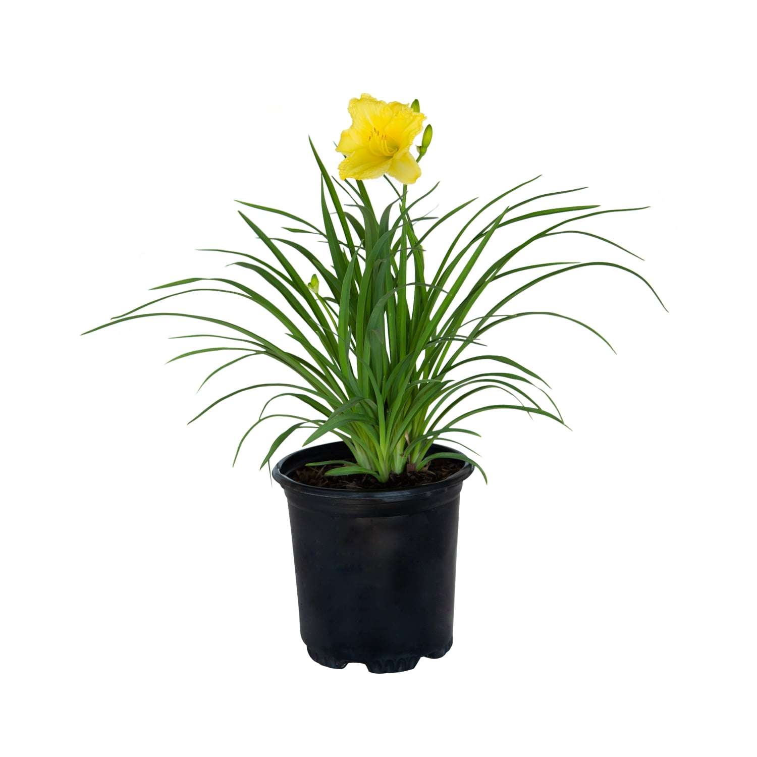 Expert Gardener Happy Returns Daylily (2.5 Quart) Yellow Blooming