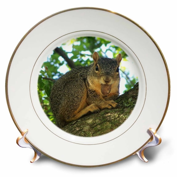 3dRose, Happy Squirrel, 8 inch Porcelain Plate