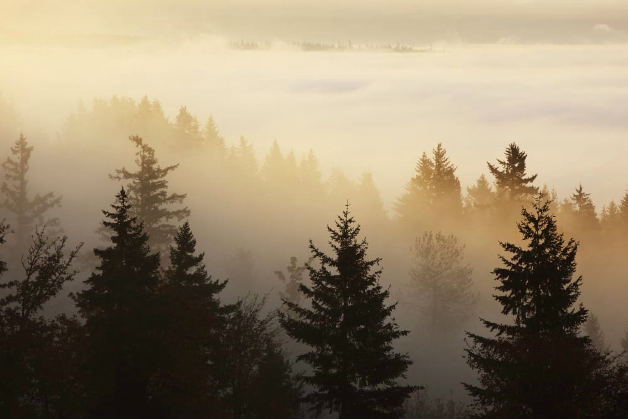 Happy Valley Oregon United States Of America A Forest In The Valley With Fog At Sunrise Canvas Art - Craig Tuttle Design Pics (19 x 12)