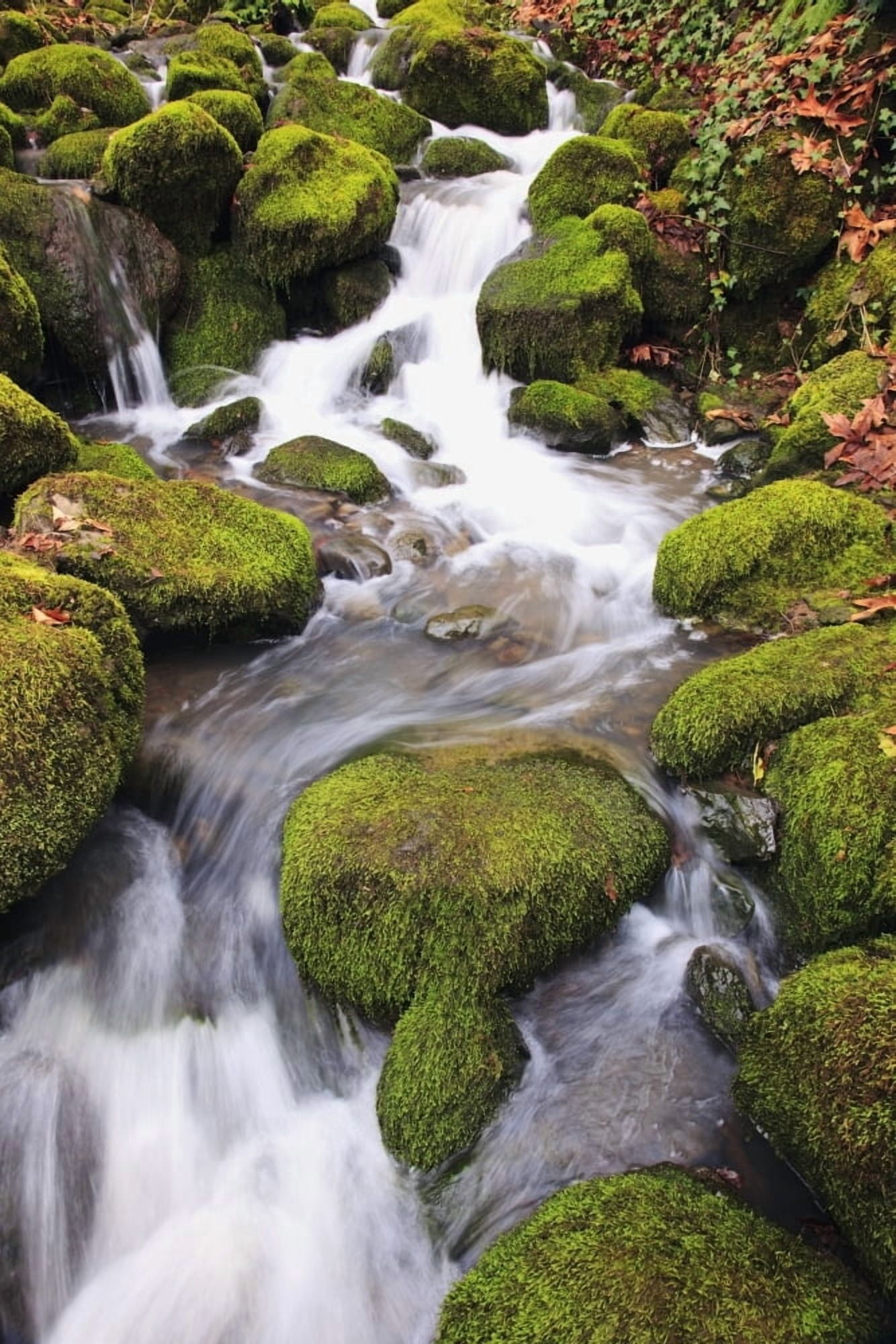 Happy Valley Oregon United States Of America Green Moss On The Rocks Along A Small Waterfall Canvas Art - Craig Tuttle Design Pics (24 x 38)