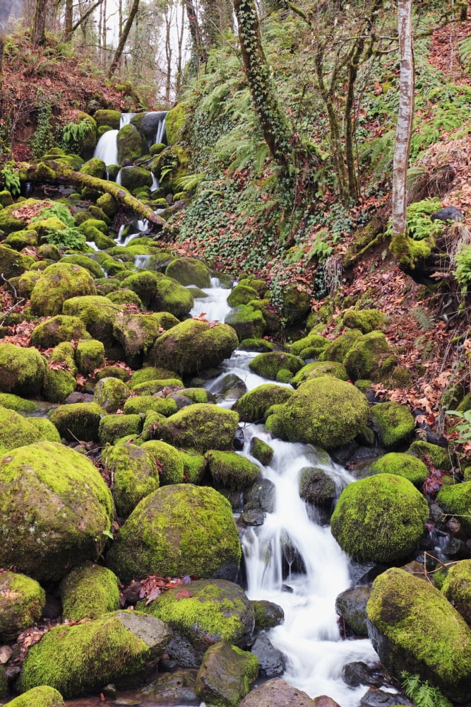 Happy Valley Oregon United States Of America Green Moss On The Rocks Along A Small Waterfall Canvas Art - Craig Tuttle Design Pics (24 x 38)