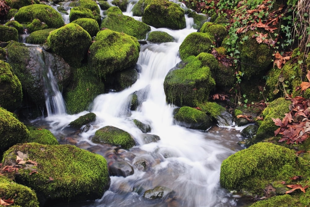 Happy Valley Oregon United States Of America Green Moss On The Rocks Along A Small Waterfall Canvas Art - Craig Tuttle Design Pics (38 x 24)