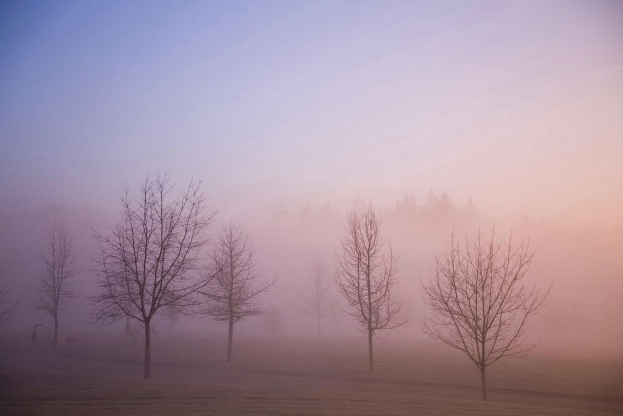 Happy Valley Oregon Usa Foggy Sunrise Over Field Canvas Art - Craig Tuttle Design Pics (18 x 12)