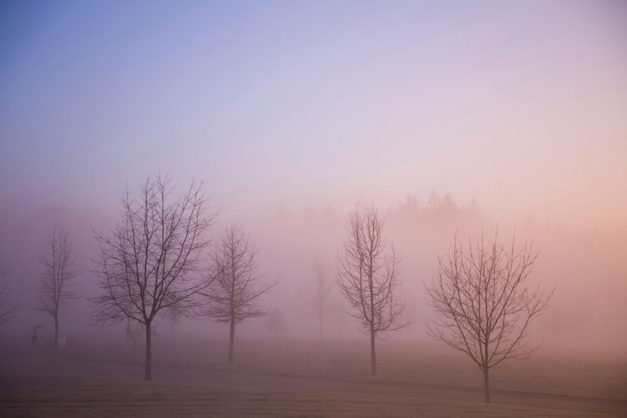 Happy Valley Oregon Usa Foggy Sunrise Over Field Canvas Art - Craig Tuttle Design Pics (36 x 24)