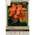 thumbnail image 1 of Happy Wilma CannaSol - Salmon Orange Color - 2 Rhizomes - 3/5 Eyes, 1 of 4