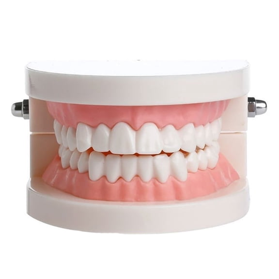 Happydeer Dental Study Teaching Teeth Model Oral Care Tooth Education Dentist Equipment