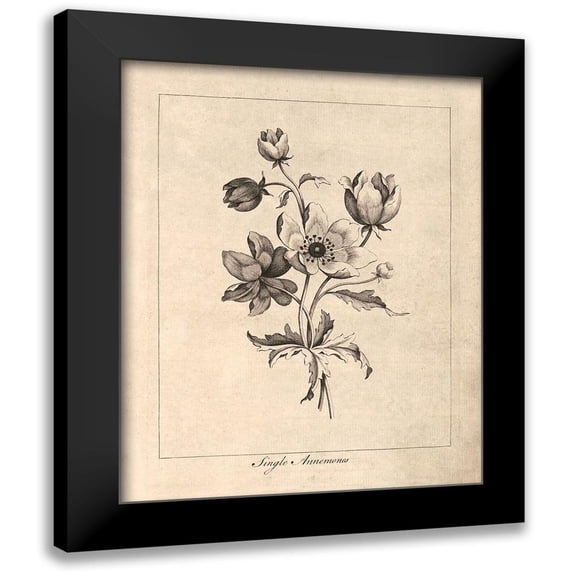 Harbick, N. 20x24 Black Modern Framed Museum Art Print Titled - Vintage Anemones