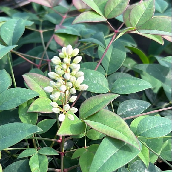 Harbor Belle Heavenly Bamboo - Nandina domestica 'Jaytee'