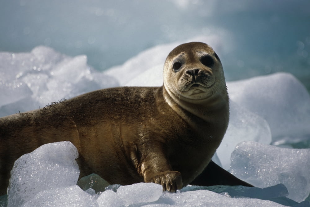 Harbor Seal Pup On Ice Pack Tracy Arm Se Alaska Summer Fords-Terror Wilderness Area Canvas Art - Peter Barrett Design Pics (34 x 22)