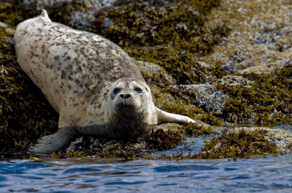Harbor Seal Rests On The Rocky Shore Of Kukak Bay Katmai National Park Southwest Alaska Summer Canvas Art - Cathy Hart Design Pics (17 x 11)