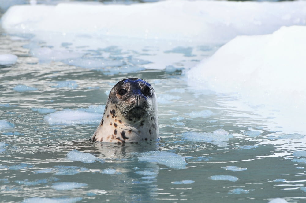 Harbor Seal Swims In An Ice Floe At Yale Glacier In Prince William Sound Southcentral Alaska Summer Canvas Art - Bill Rome Design Pics (17 x 11)