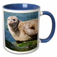 thumbnail image 1 of Harbor Seal portrait on the coast of the Shetland Islands. Scotland 15oz Two-Tone Blue Mug mug-257939-11, 1 of 3