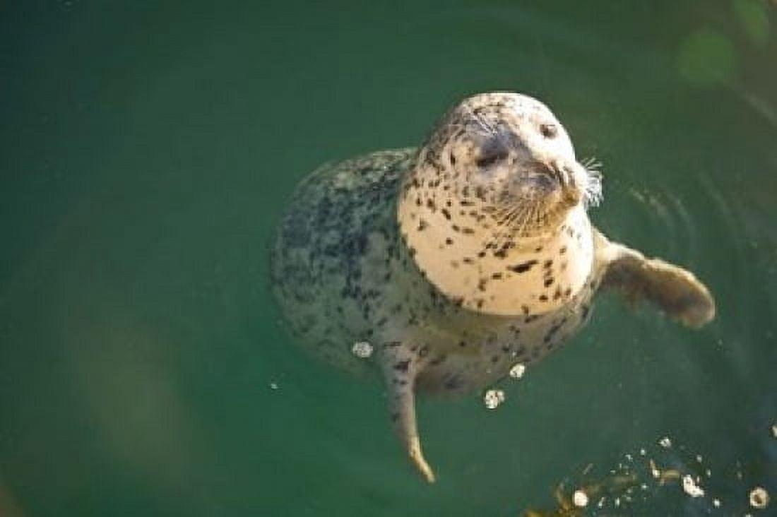Harbor Seals Oak Bay Victoria British Columbia Canvas Art - Stuart Westmorland DanitaDelimont (26 x 18)