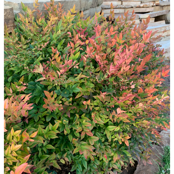 Harbor Shrub Dwarf Nandina Plant Live for Planting, Ornaments Perennial Garden Simple to Grow 6 to 12 Inch Tall in 4 Inch Pot