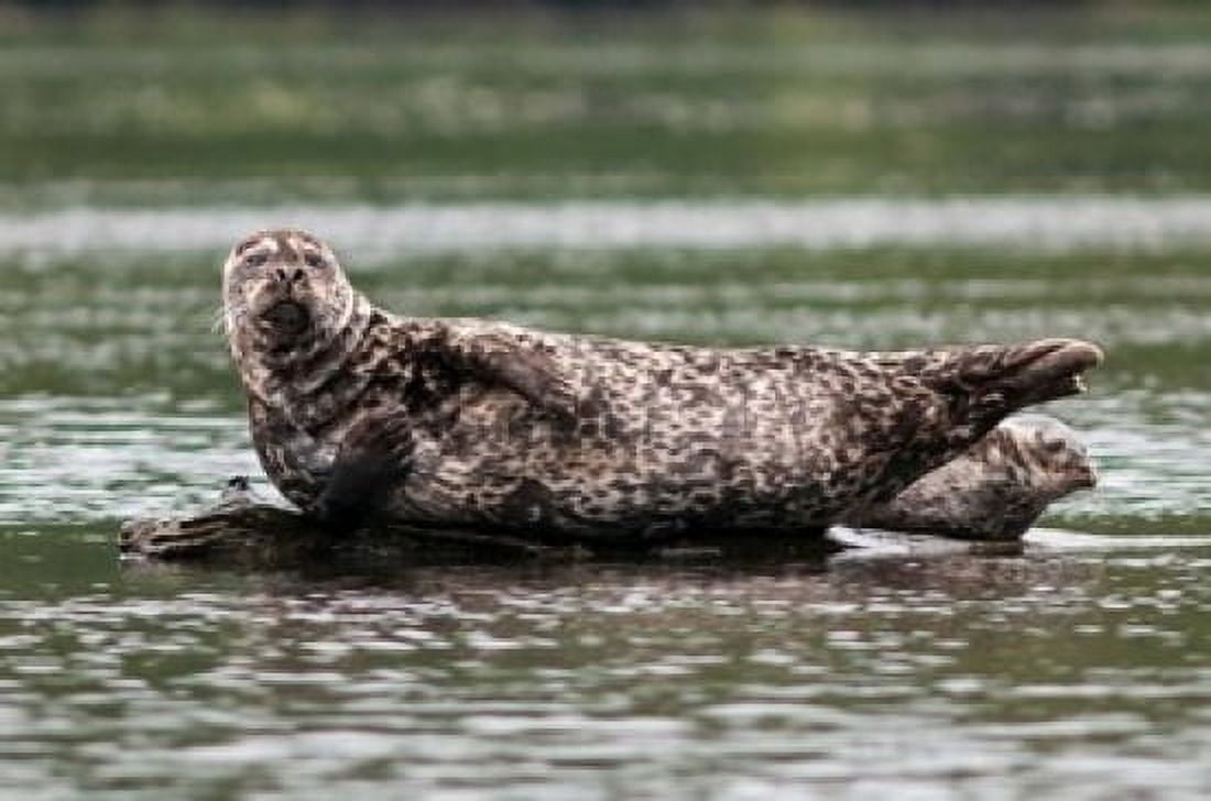 Harbor seal Great Bear Rainforest British Columbia Canada Canvas Art - Michael DeFreitas DanitaDelimont (36 x 24)