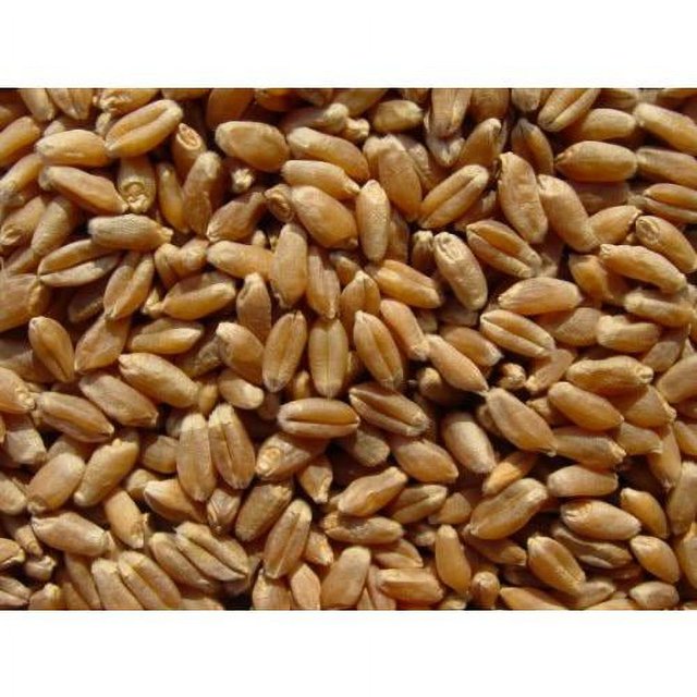 Hard Wheat 15 Lbs, Wheat Berries, All Natural, NonGMO, Kosher