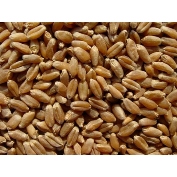 Hard Wheat Kernels