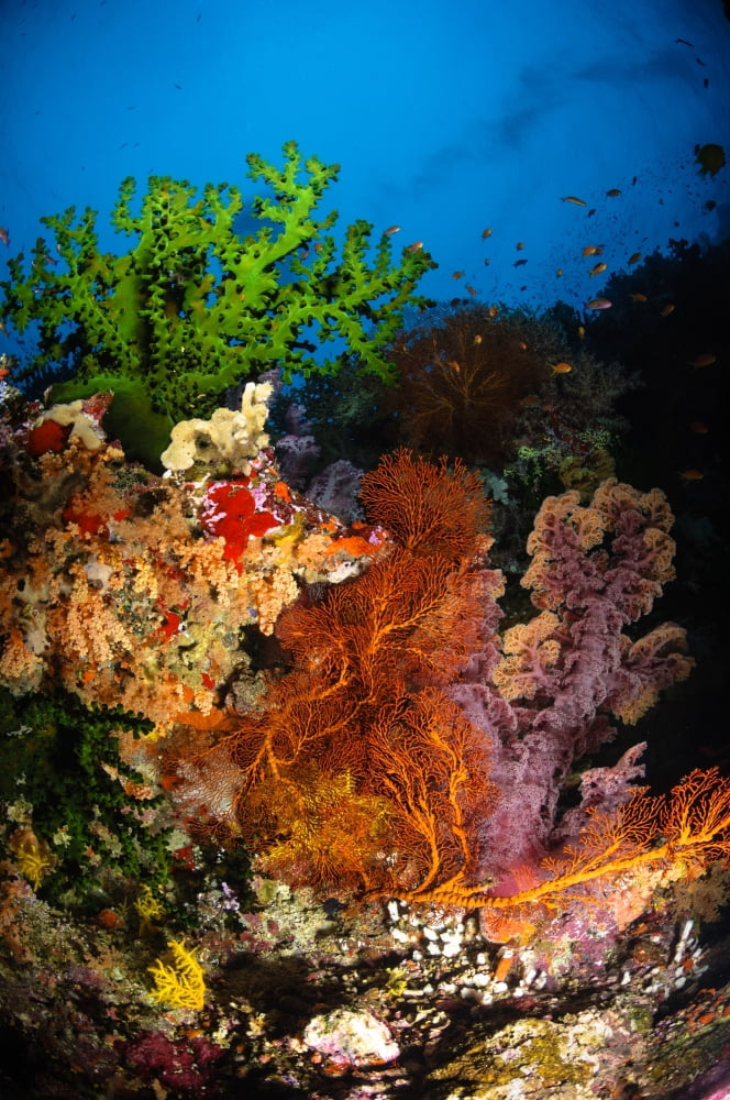 Hard coral and soft coral seascape Fiji Canvas Art - Todd WinnerStocktrek Images (23 x 35)
