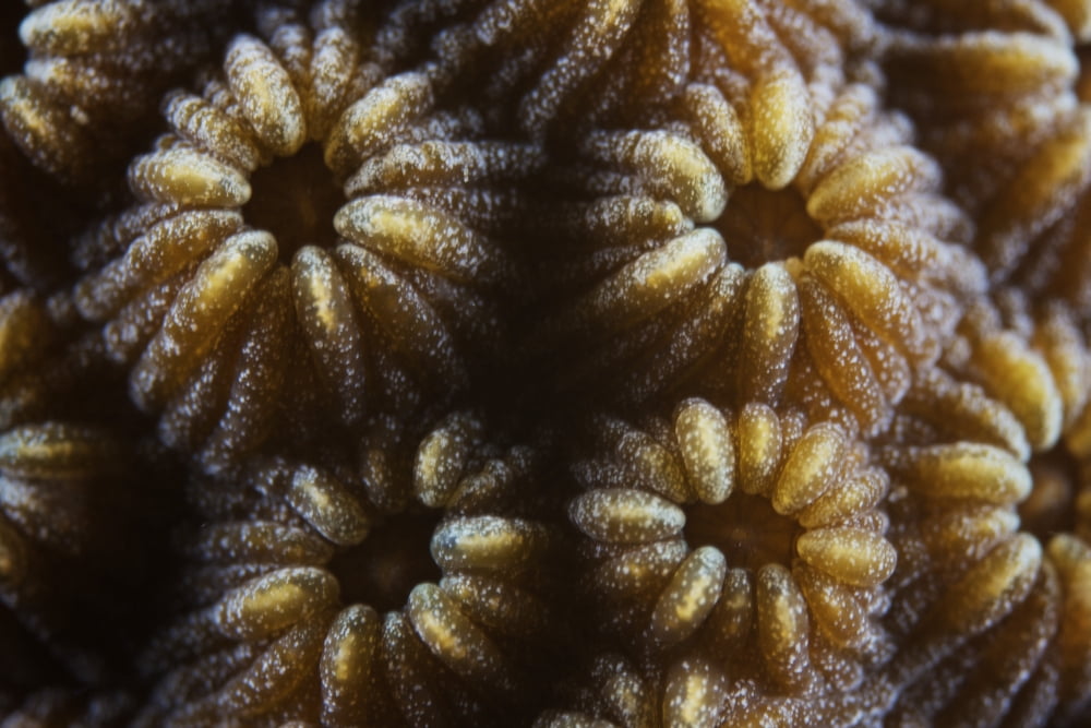 Hard coral polyps at 3x life size Bonaire Caribbean Netherlands Canvas Art - Terry MooreStocktrek Images (18 x 12)