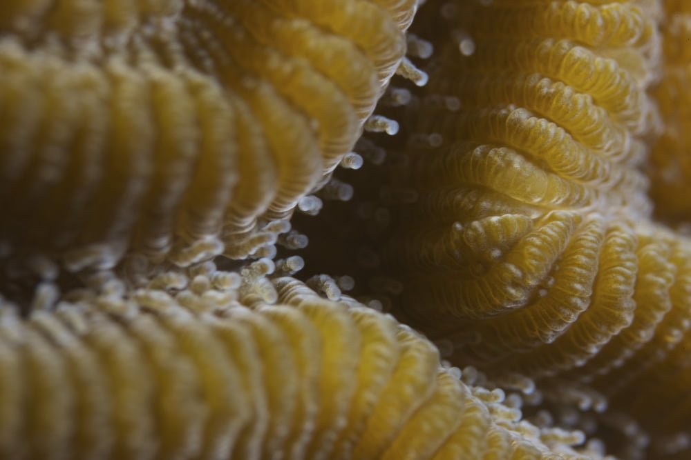 Hard coral polyps at 5x life size Bonaire Caribbean Netherlands Canvas Art - Terry MooreStocktrek Images (18 x 12)