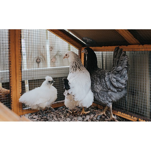 Hardware Cloth 1/4 inch, 36in x 100ft Galvanized Chicken Wire for