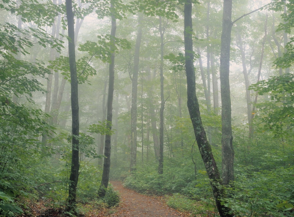 Hardwood Forest Mont Tremblant Park Quebec Canada Canvas Art - Darwin Wiggett Design Pics (16 x 12)