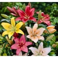 thumbnail image 1 of Hardy Asiatic Lily Mix 8 Bulbs -Lovely Collection! - 14/16 cm Bulbs -Value Pack, 1 of 2