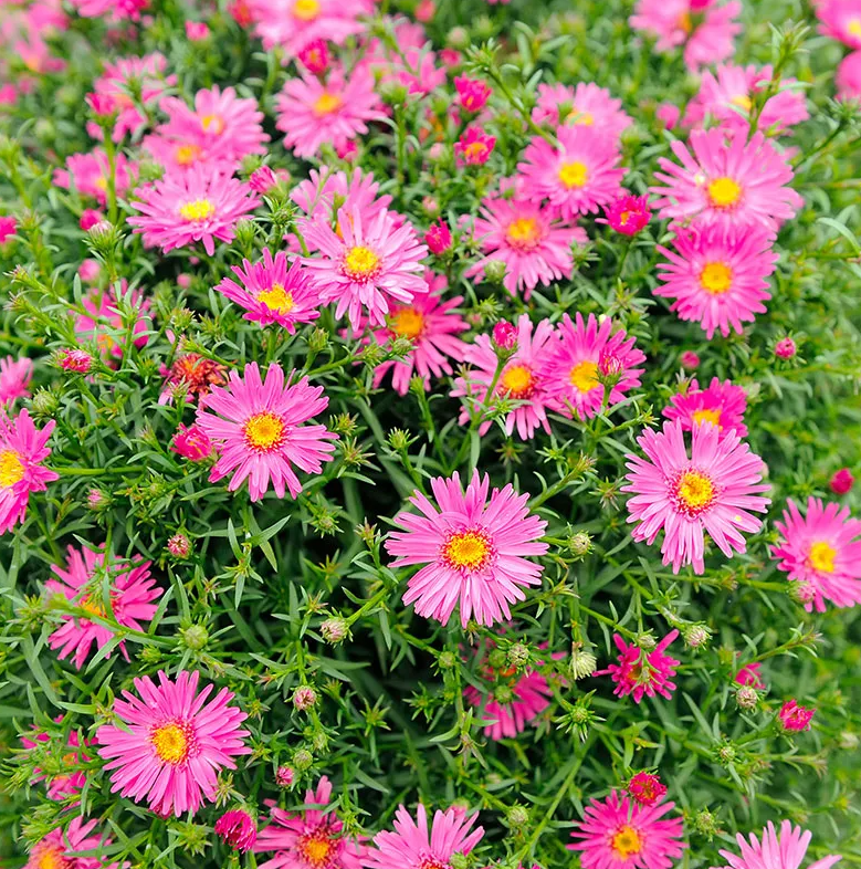 Hardy Aster Woods Pink Plants Live, Asters Perennial Live Plants, 5 to 7 Inc Tall, Flower Plant for Gardening Indoor