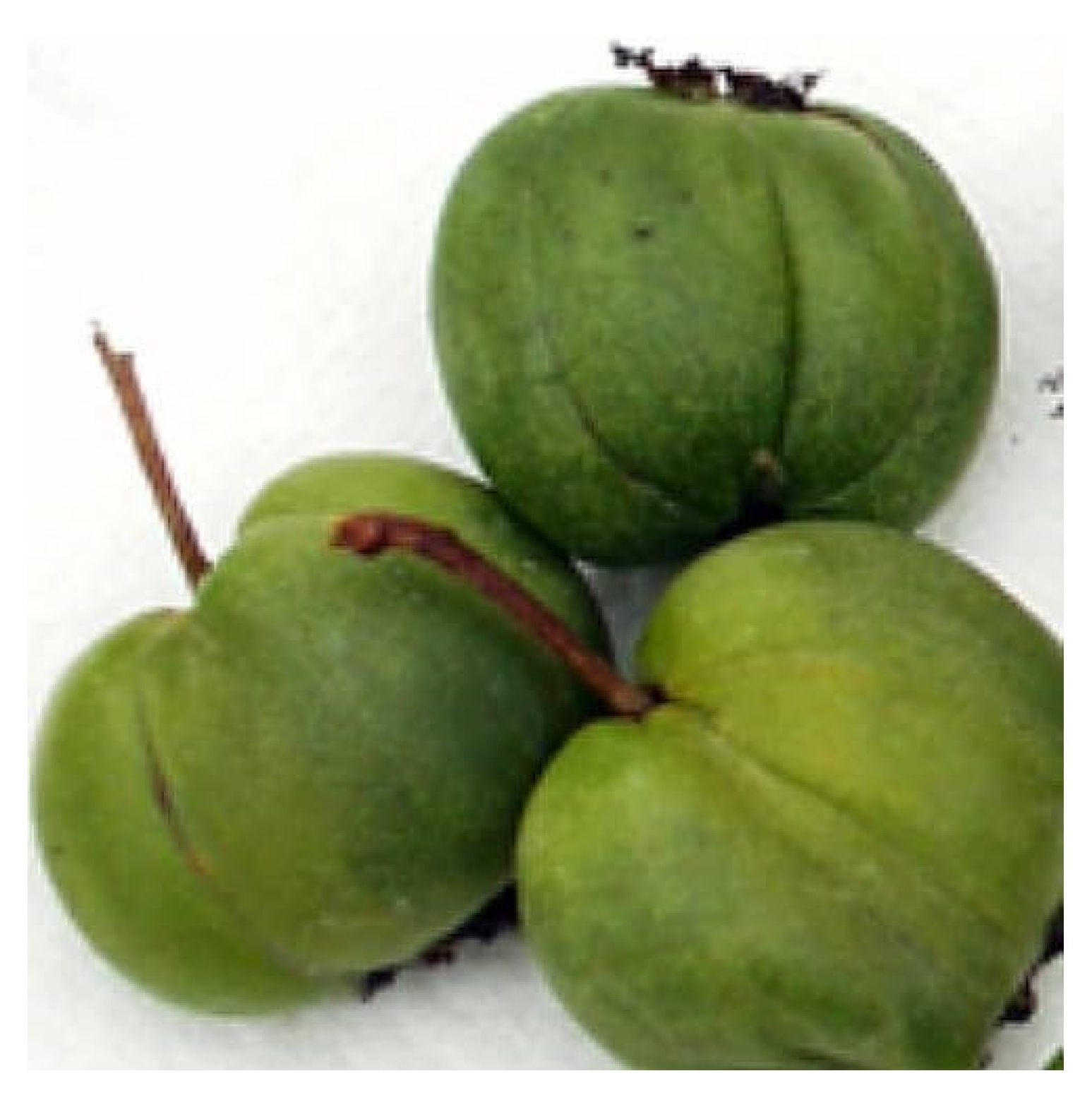 Hardy Chang Bai Plant - Actinidia - Female - Large Fruit - 2.5