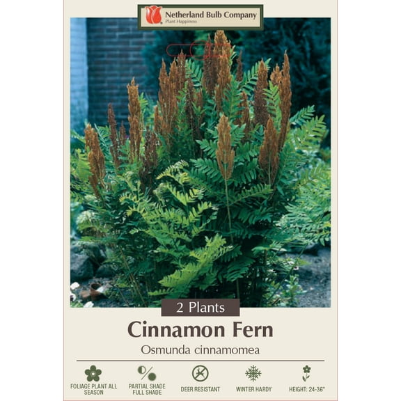 Hardy Cinnamon Fern - Osmunda cinnamomea - 2 Top Size Roots