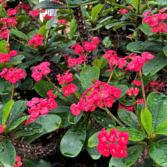 Hardy Crown of Thorn Live Plant, Dark Pink Euphorbia Milii Tree, Indoor Outdoor Dcor Succulent Cactus, 4 to 6 Inch Tall, Ship No Pot