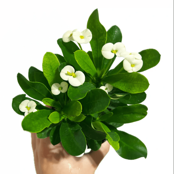 Hardy Crown of Thorn Live Plant, White Euphorbia Milii Tree, Indoor Outdoor Dcor Succulent Cactus, 4 to 6 Inch Tall, Ship No Pot