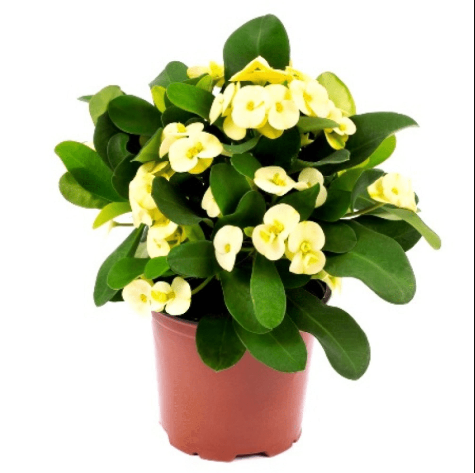Hardy Crown of Thorn Live Plant, Yellow Euphorbia Milii Tree, Indoor Outdoor Décor Succulent Cactus, 4 to 6 Inch Tall, Ship No Pot