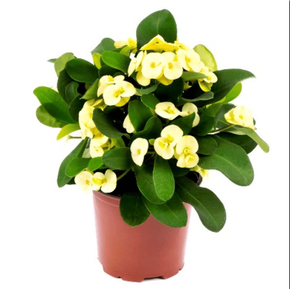 Hardy Crown of Thorn Live Plant, Yellow Euphorbia Milii Tree, Indoor Outdoor Dcor Succulent Cactus, 4 to 6 Inch Tall, Ship No Pot