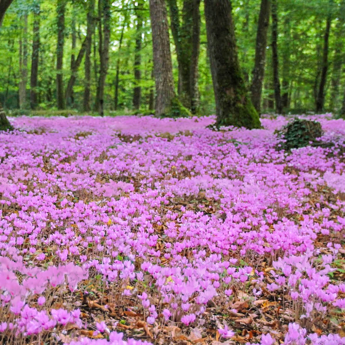 Hardy Cyclamen Mixture Dormant Bare Root Summer Flowering Bulbs (3-Pack ...