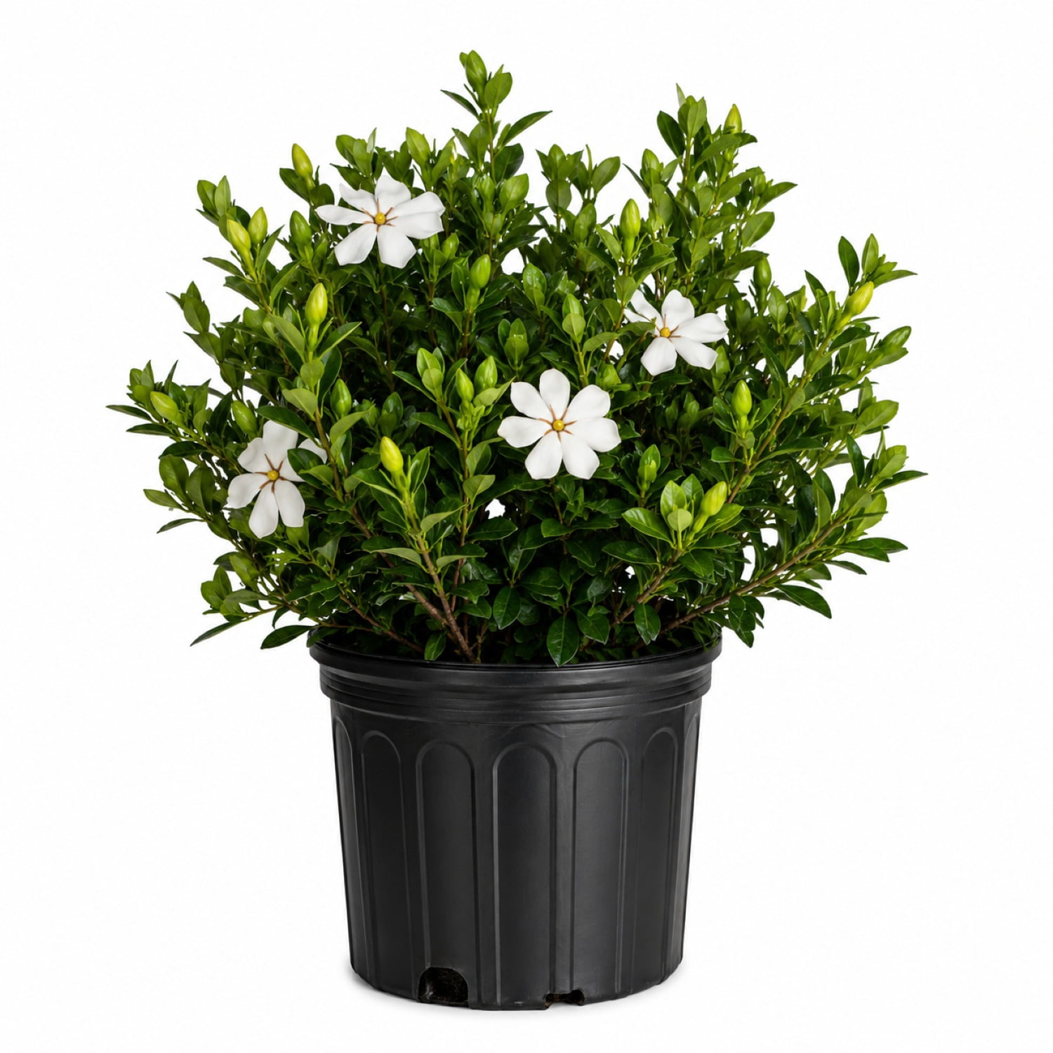 Expert Gardener Hardy Daisy Gardenia (2.5 Gallon) Evergreen Shrub