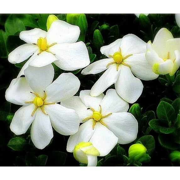 Hardy Daisy Gardenia - Hardy 0 degrees - Kleim's Hardy - 2.5" Pot