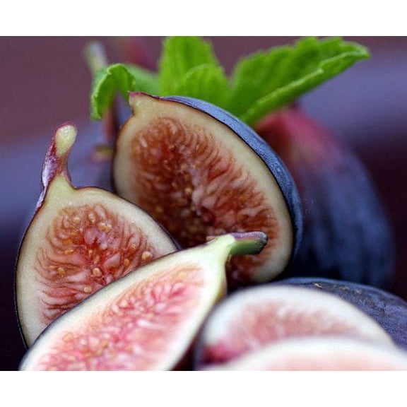 Hardy Edible Fig Plant - Ficus carica - 4" Pot