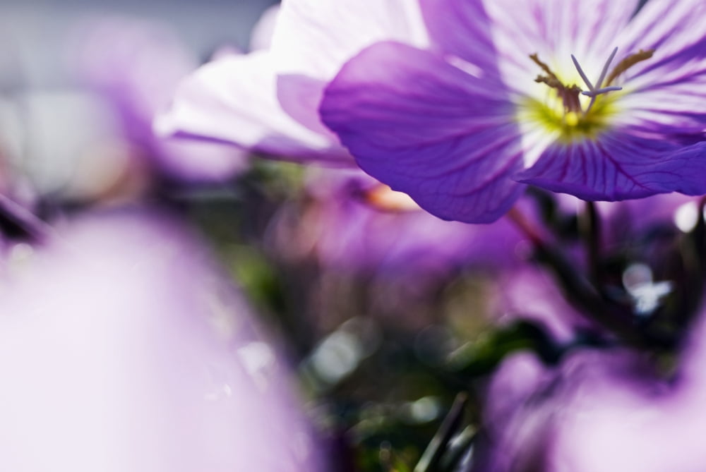 Hardy Geranium Mayflower Close-Up Of Purple Blossoms Canvas Art - Ray Laskowitz Design Pics (17 x 11)