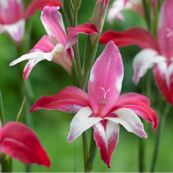 Easy to Grow Hardy Gladiolus Galaxian 10 Bulbs, Pink & White Blooms Spring Sun