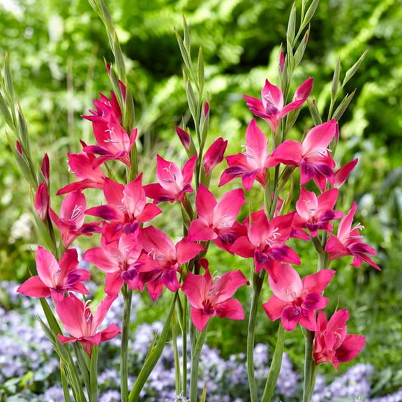 Easy to Grow Hardy Gladiolus Volcano 10 Bulbs, Bright Pink Blooms Spring Sun