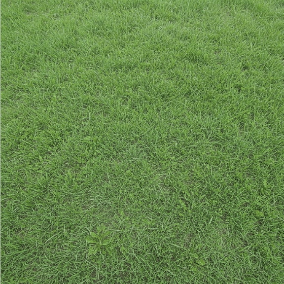 Hardy Grass Seed Mix for High Traffic Lawns - 5 Lbs - 1,000 Sq Ft